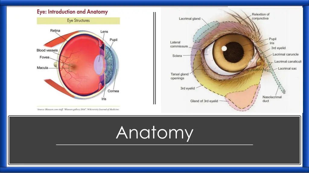 anatomy