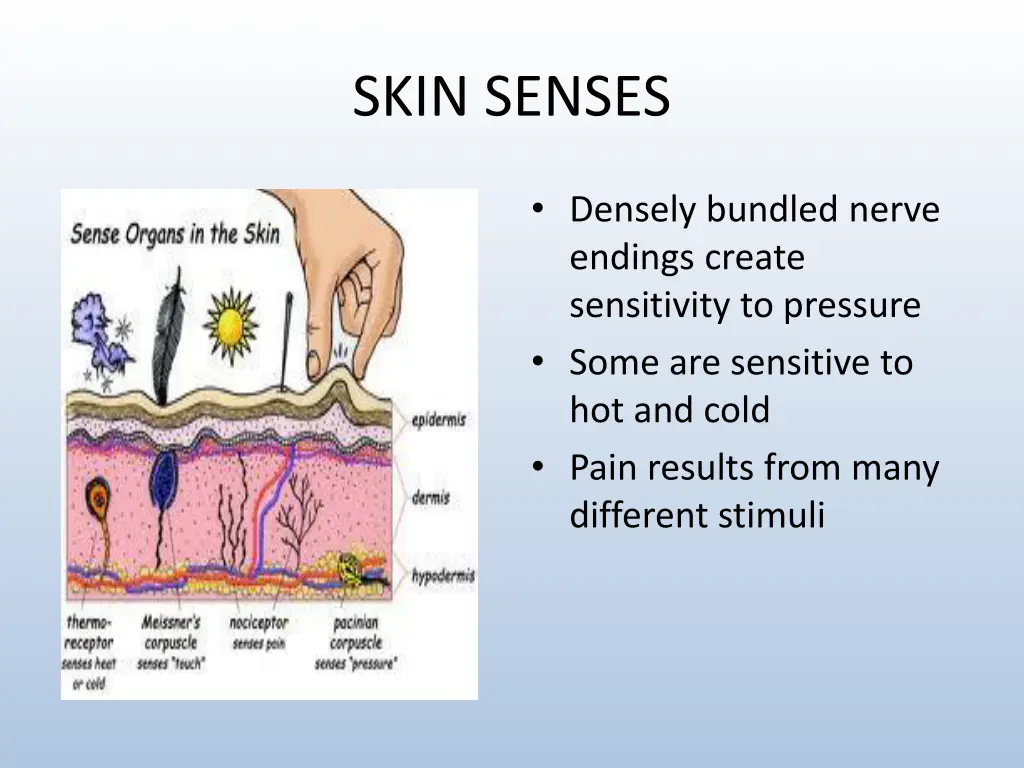 skin senses