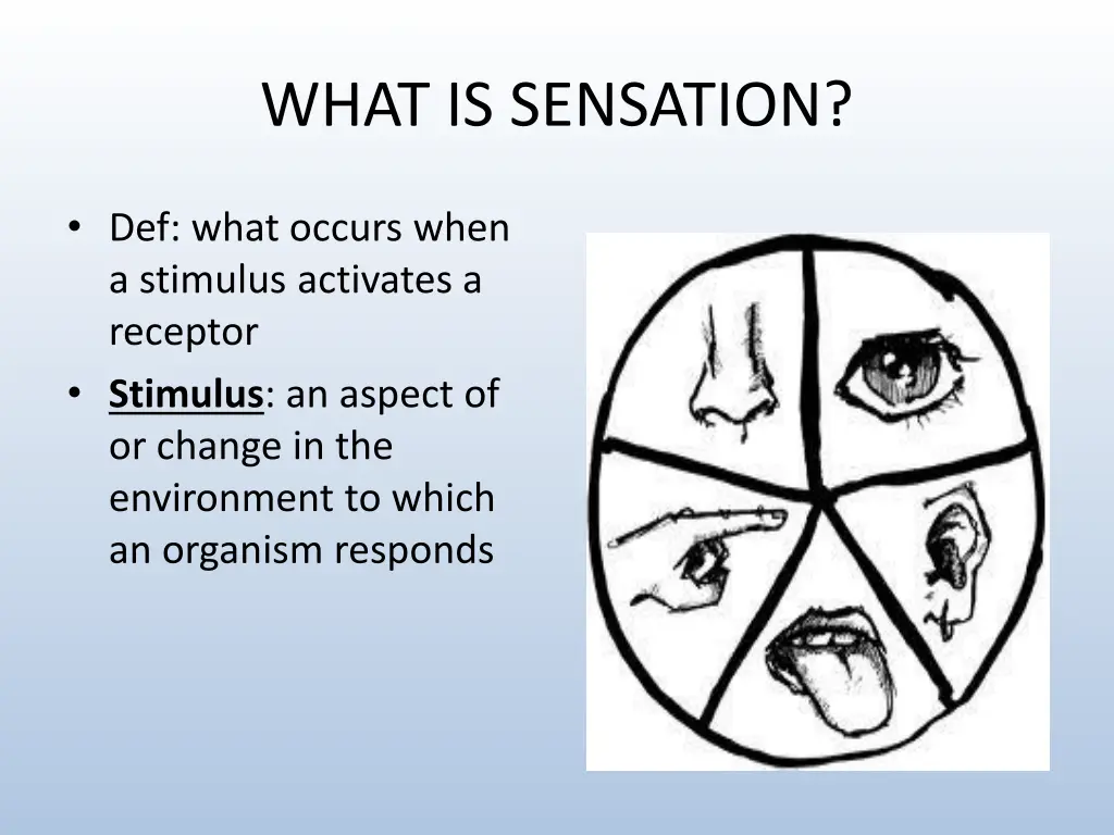 what is sensation