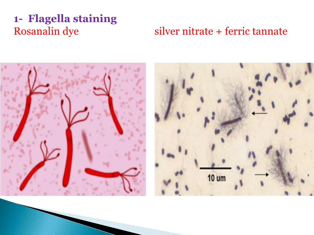 1 flagella staining rosanalin dye