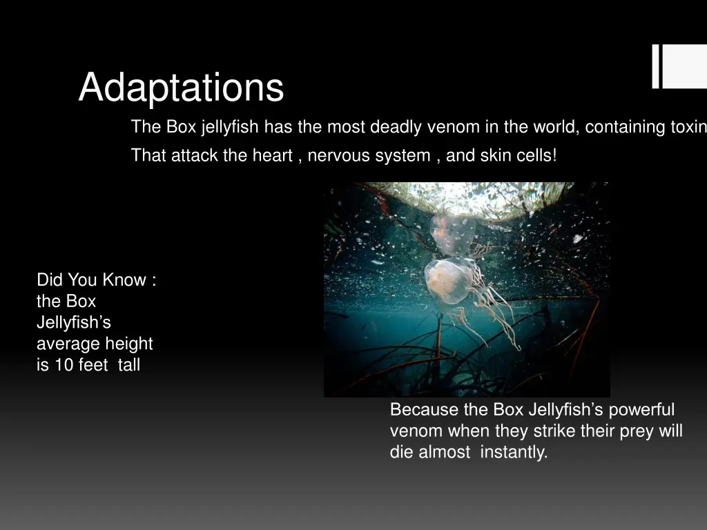 adaptations the box jellyfish has the most deadly