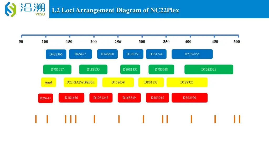 1 2 loci arrangement diagram of nc22plex