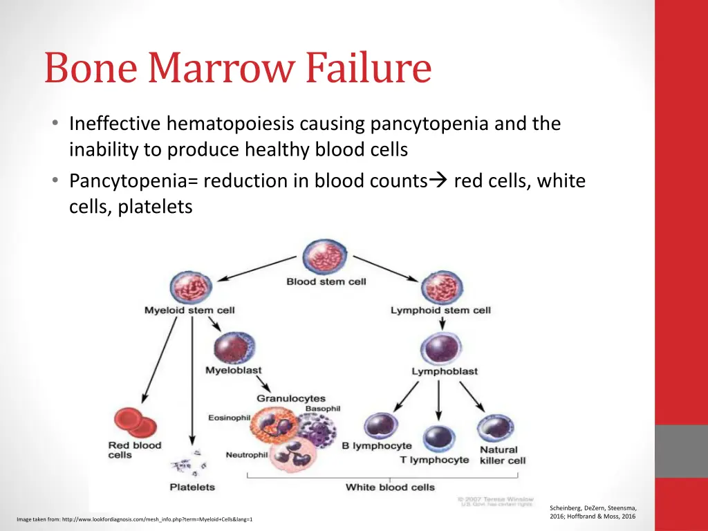 bone marrow failure