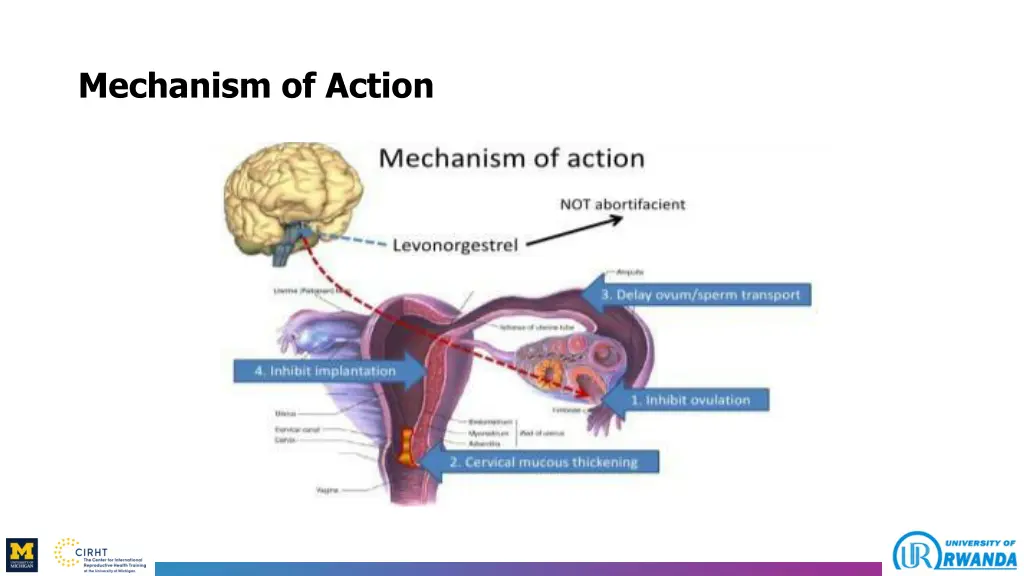 mechanism of action