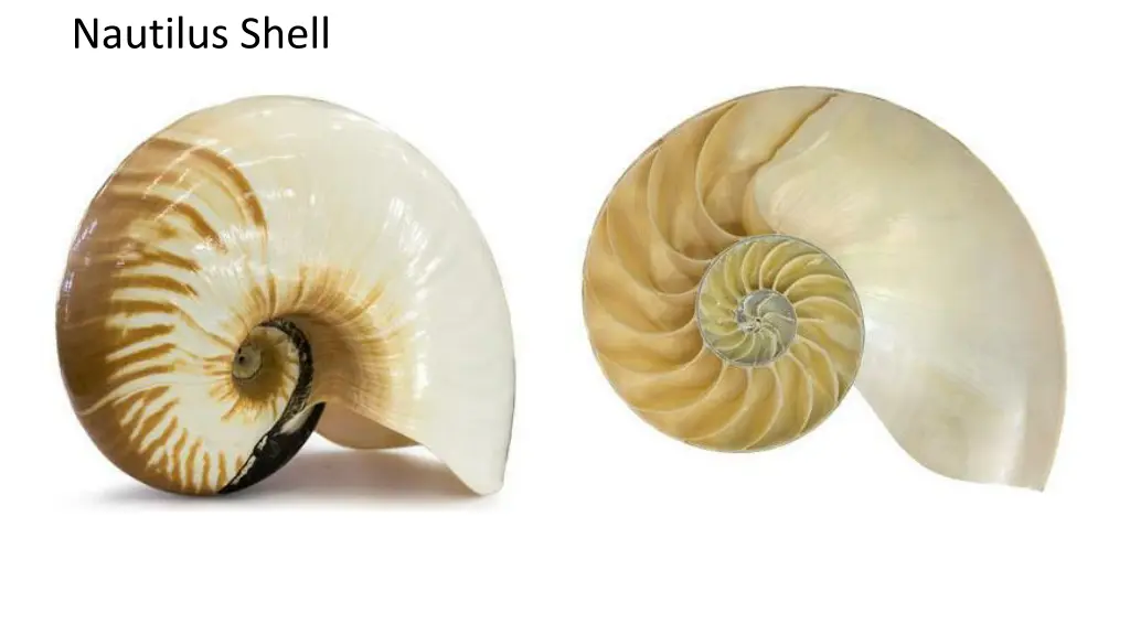 nautilus shell