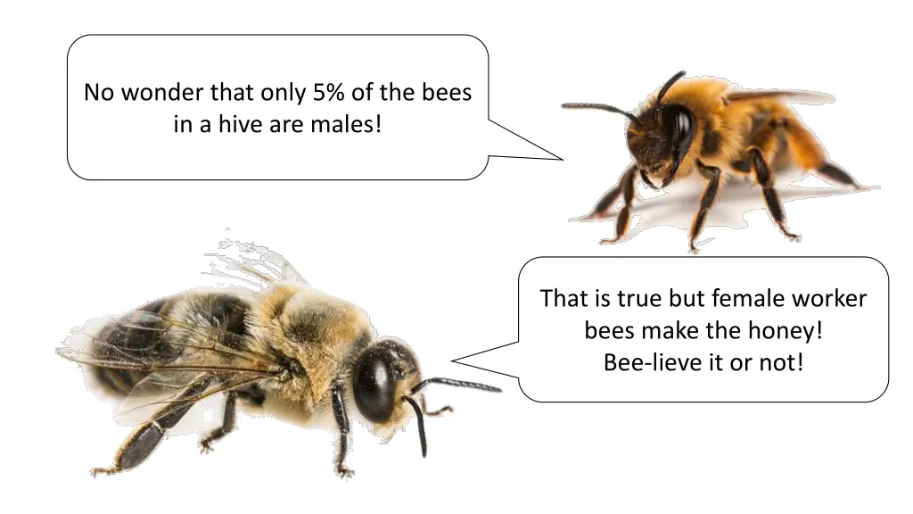 no wonder that only 5 of the bees in a hive