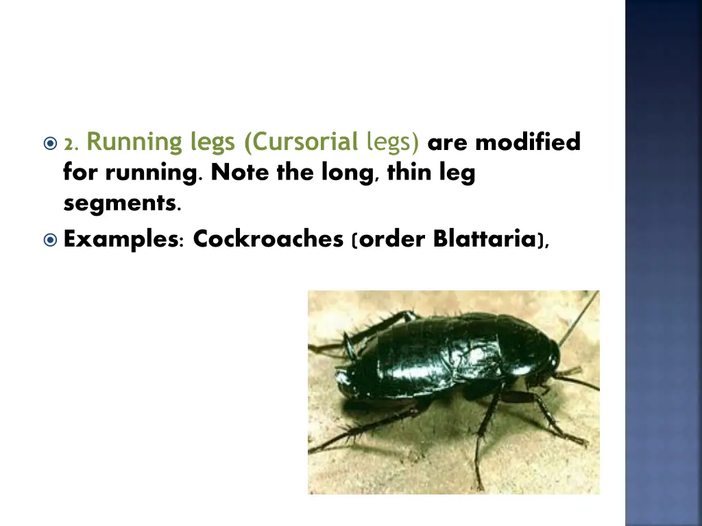 2 running legs cursorial legs are modified