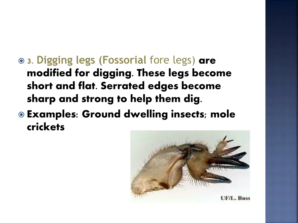 3 digging legs fossorial fore legs are modified