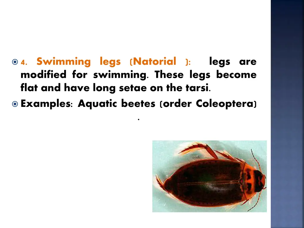 4 swimming legs natorial modified for swimming