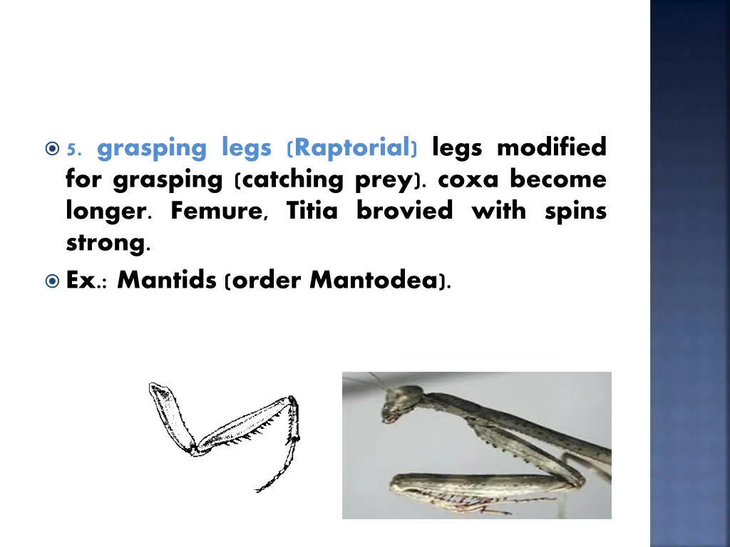 5 grasping legs raptorial legs modified