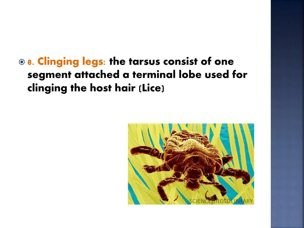 8 clinging legs the tarsus consist of one segment