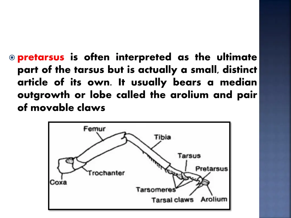 pretarsus is often interpreted as the ultimate