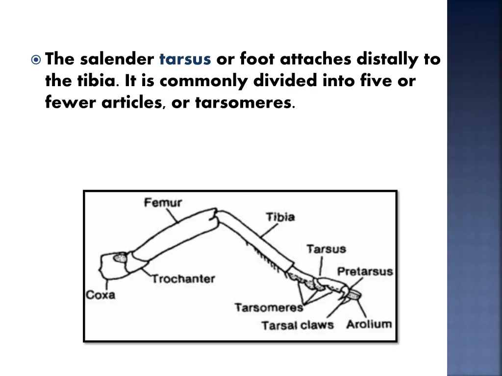 the salender tarsus or foot attaches distally