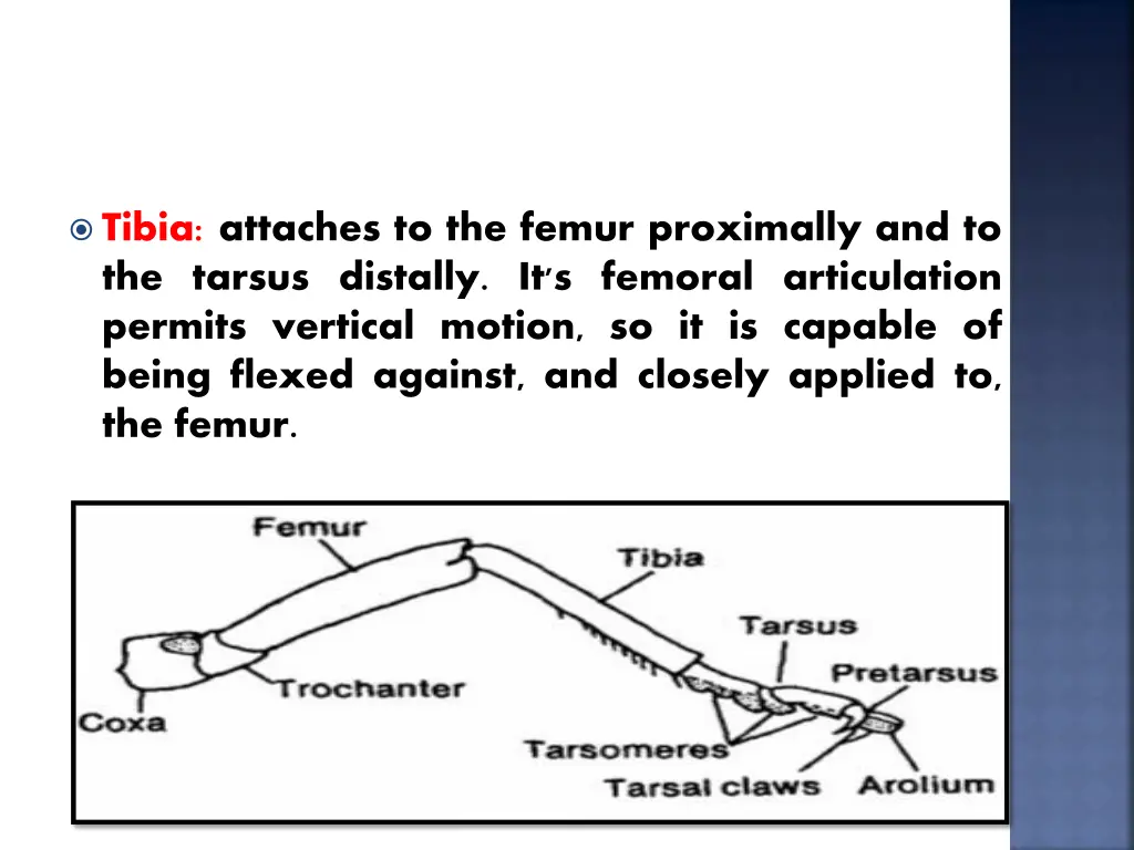 tibia attaches to the femur proximally