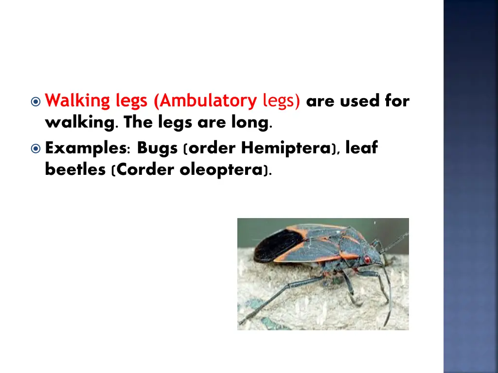 walking legs ambulatory legs are used for walking