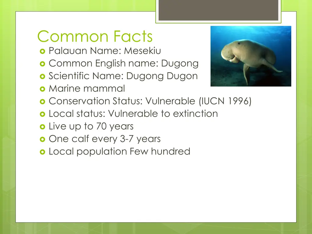 common facts palauan name mesekiu common english