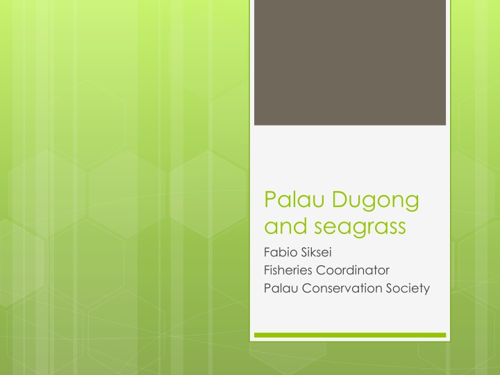 palau dugong and seagrass fabio siksei fisheries