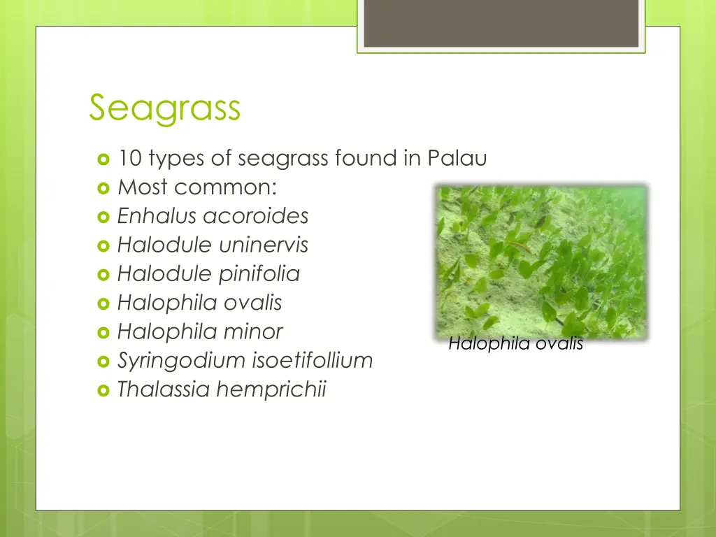 seagrass