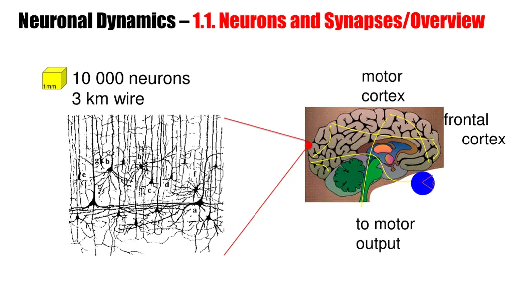 neuronal dynamics 1 1 neurons and synapses 1