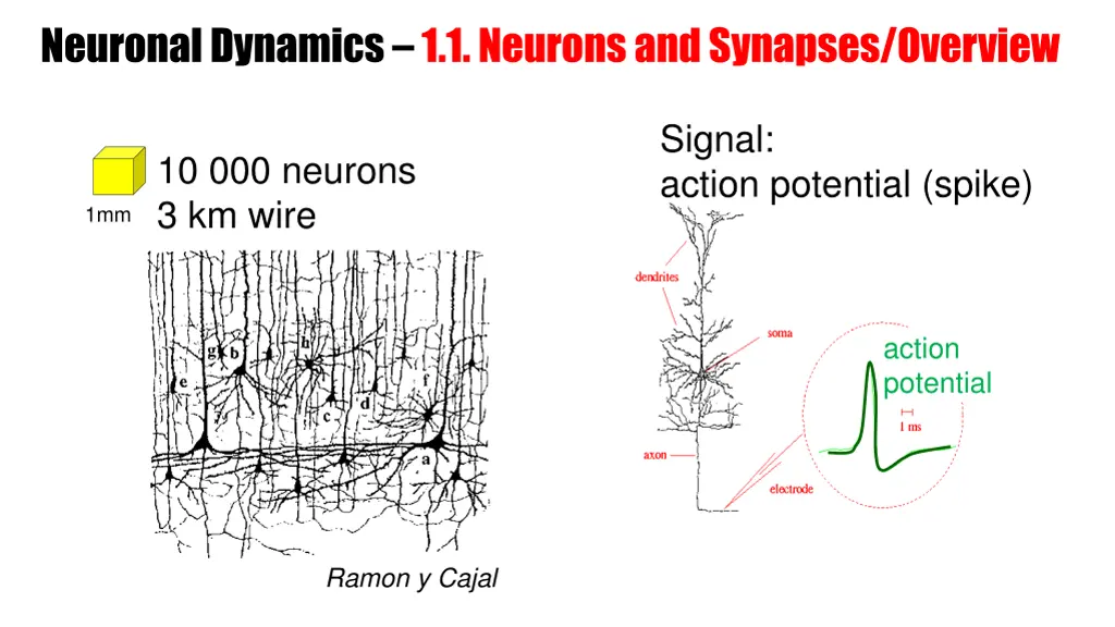 neuronal dynamics 1 1 neurons and synapses 2