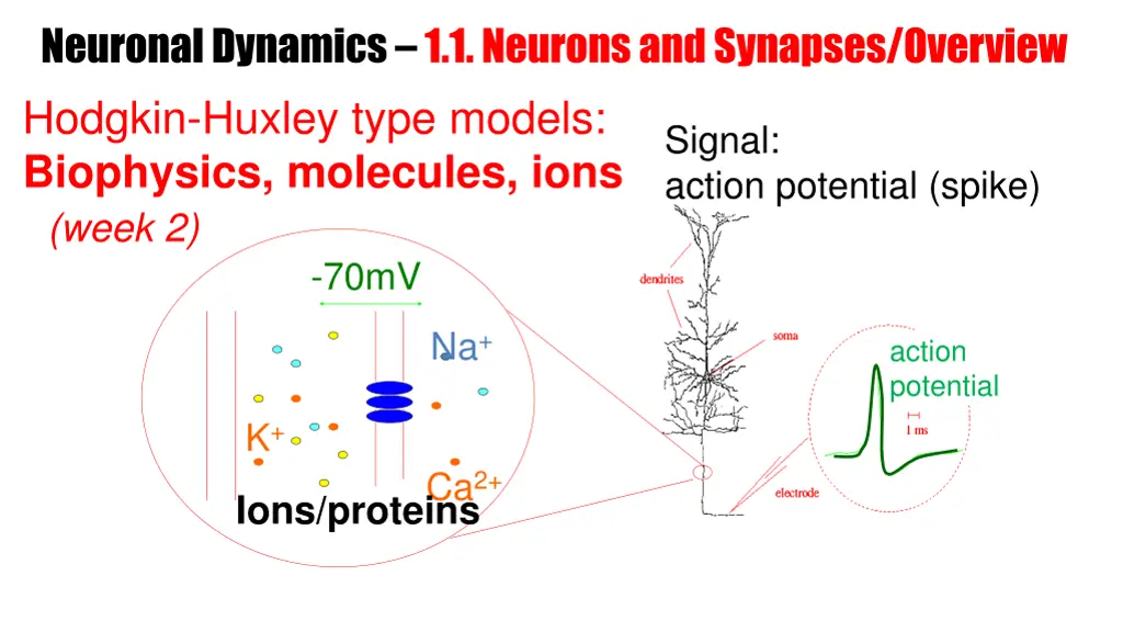 neuronal dynamics 1 1 neurons and synapses 3