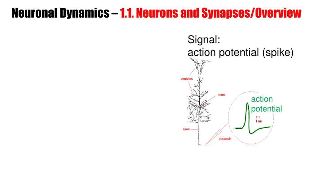 neuronal dynamics 1 1 neurons and synapses 4