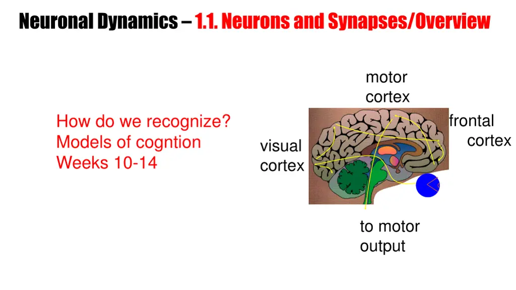 neuronal dynamics 1 1 neurons and synapses