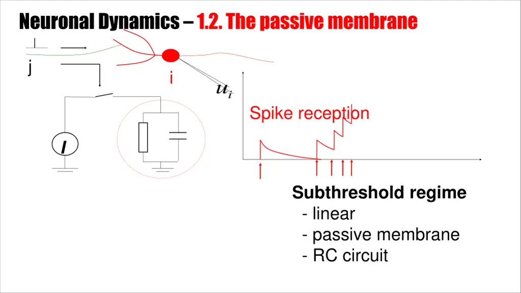 neuronal dynamics 1 2 the passive membrane 1