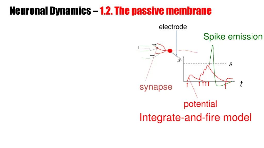 neuronal dynamics 1 2 the passive membrane