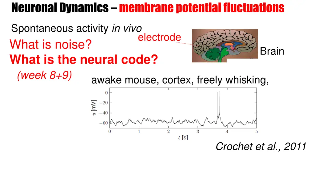 neuronal dynamics membrane potential fluctuations