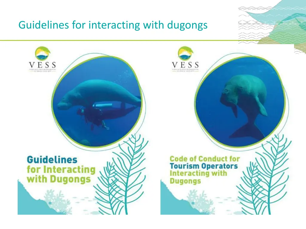 guidelines for interacting with dugongs