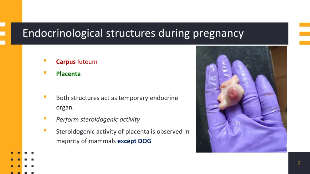 endocrinological structures during pregnancy