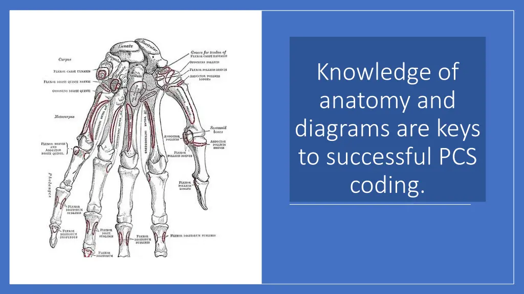 knowledge of anatomy and diagrams are keys