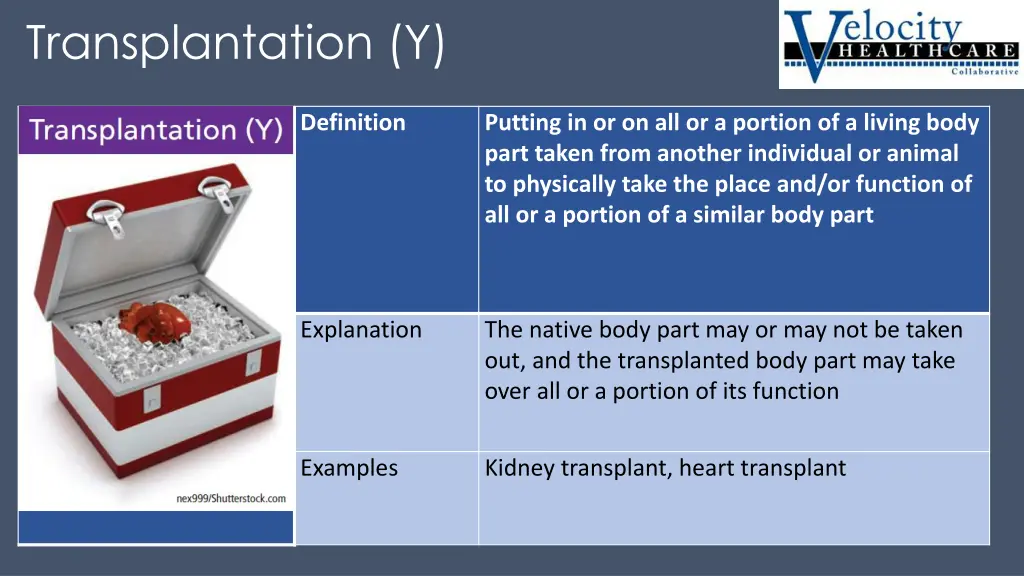 transplantation y