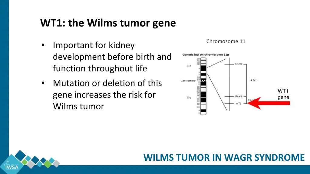 wt1 the wilms tumor gene