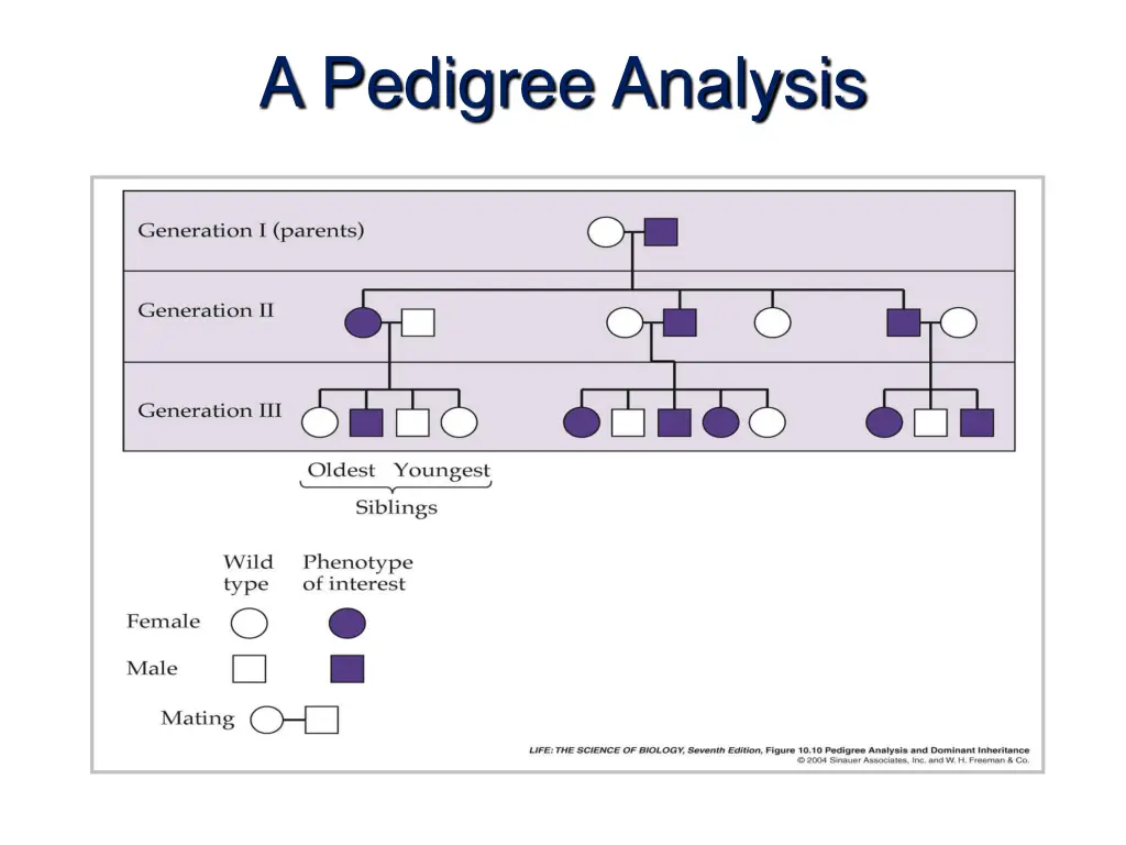 a pedigree analysis