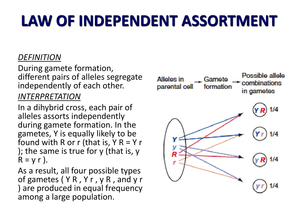 law of independent assortment