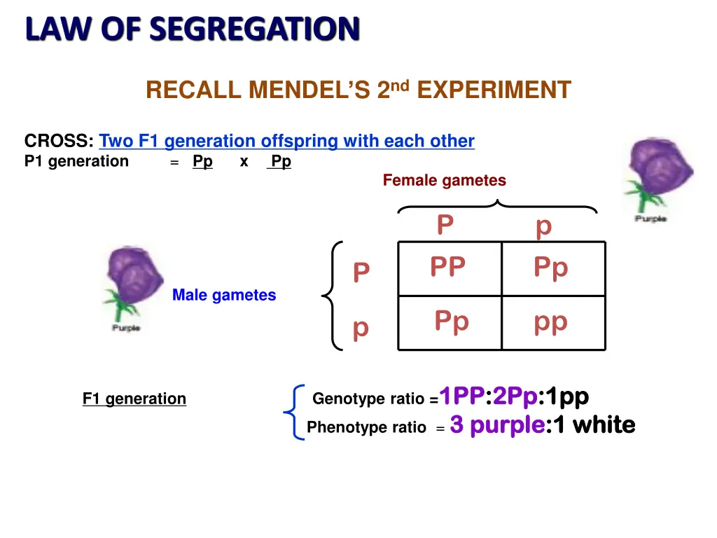 law of segregation