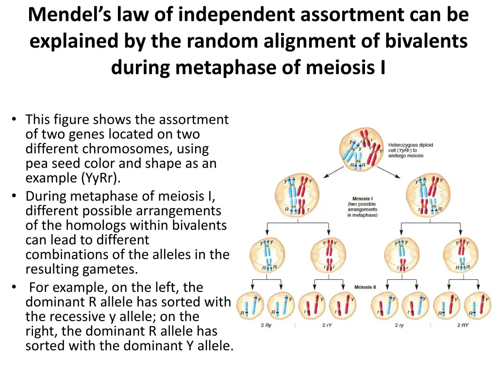 mendel s law of independent assortment