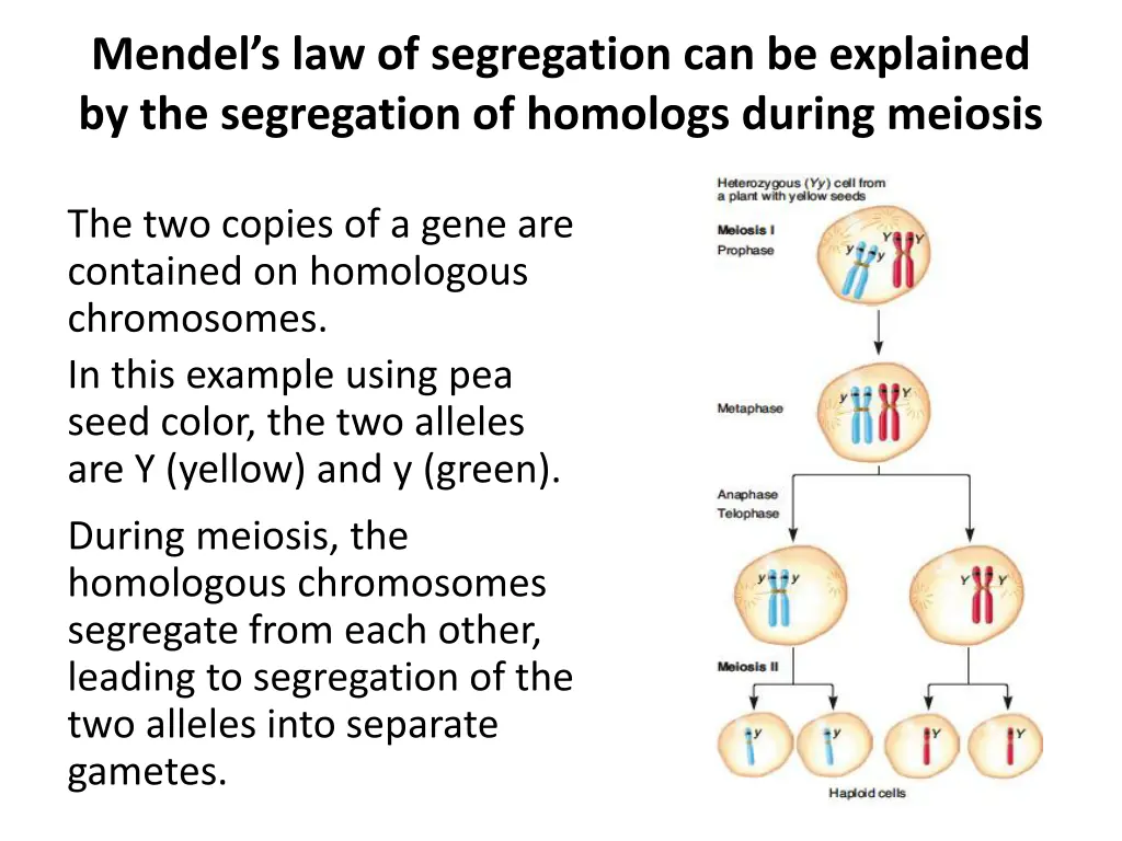 mendel s law of segregation can be explained