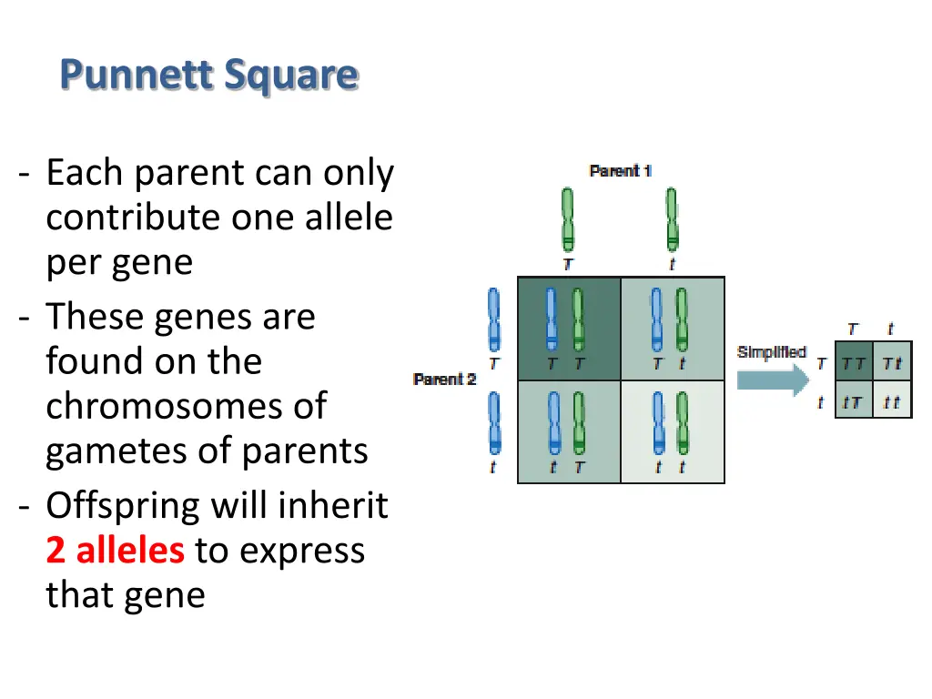 punnett square