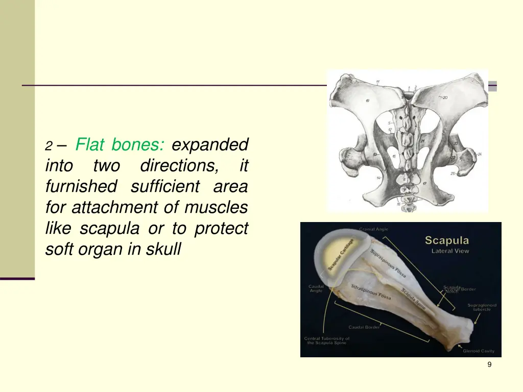 2 flat bones expanded into two directions