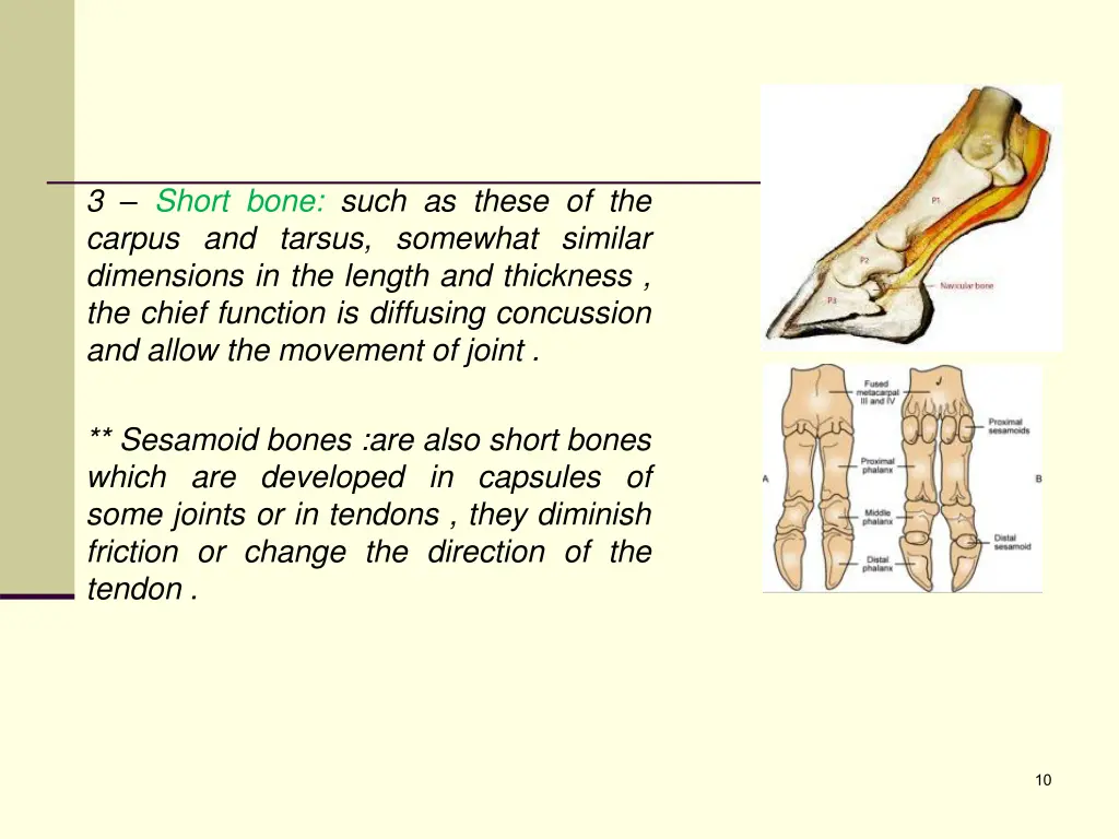 3 short bone such as these of the carpus