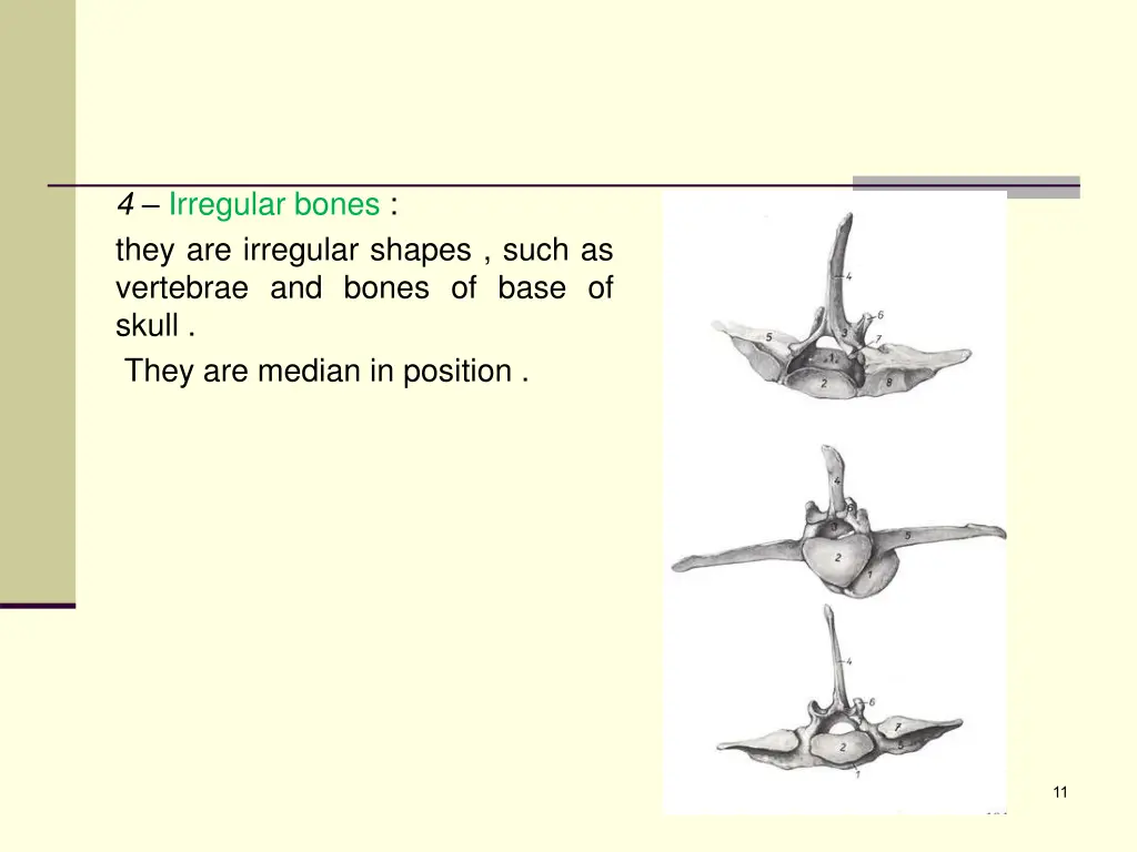 4 irregular bones they are irregular shapes such