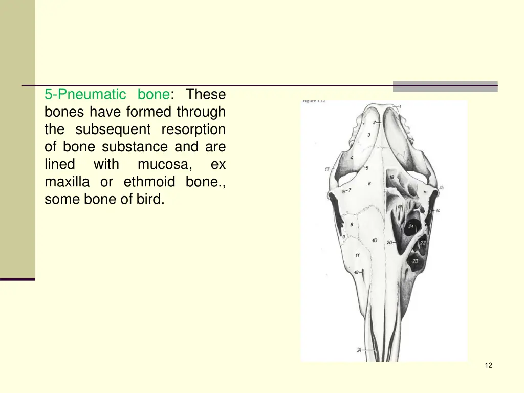 5 pneumatic bone these bones have formed through