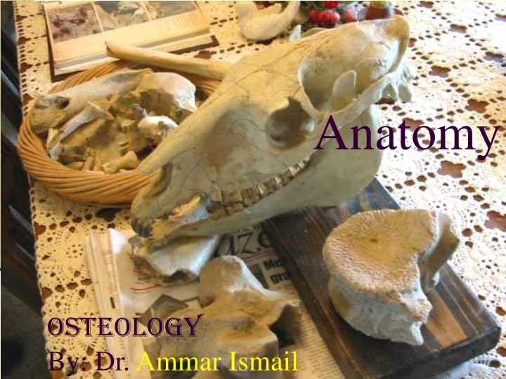 anatomy