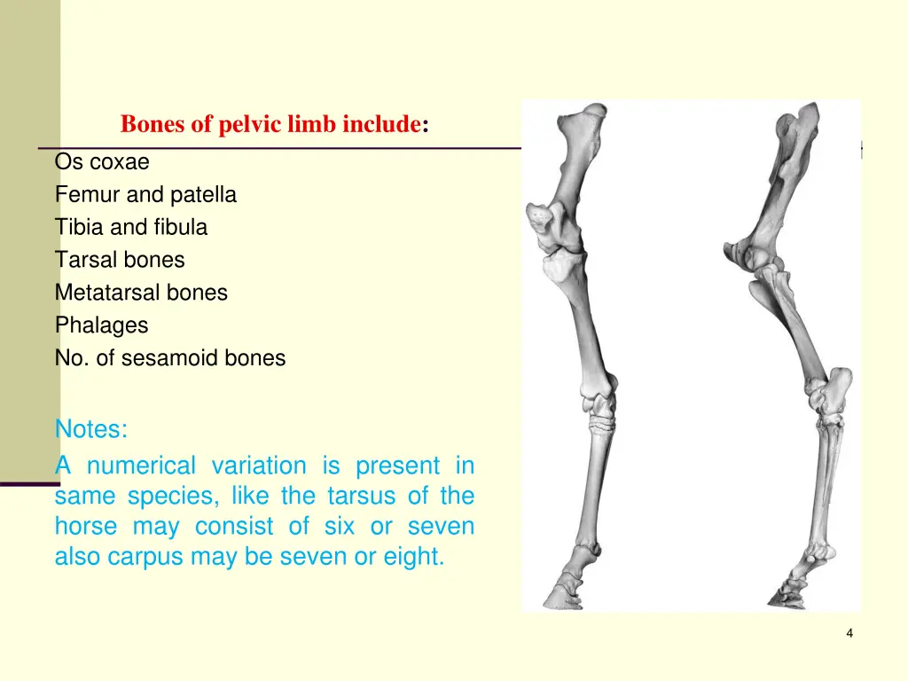 bones of pelvic limb include os coxae femur