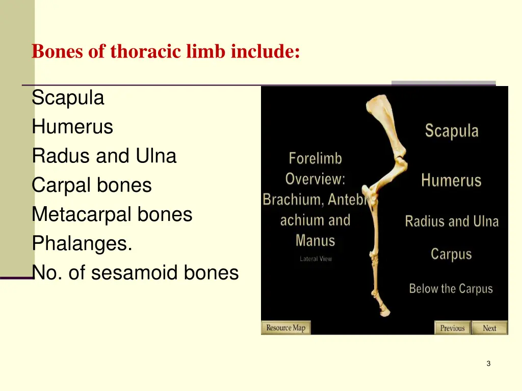 bones of thoracic limb include