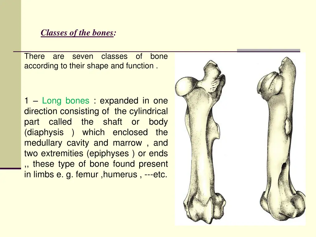 classes of the bones