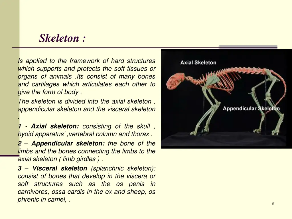 skeleton